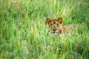 Lionne dans les hautes herbes au Parc National du Tarangire