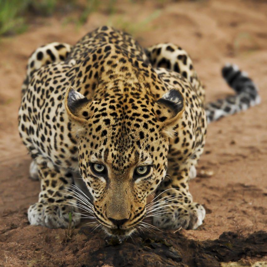 34 Beautiful Photos Of Africa's Most Elusive Big Cat