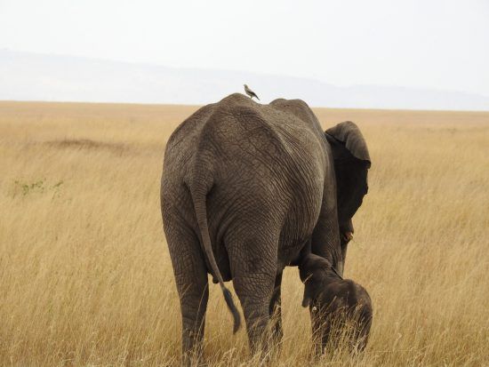 Mother and baby elephant