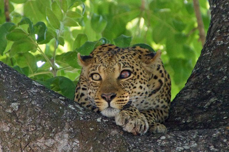 34 Beautiful Photos Of Africa's Most Elusive Big Cat