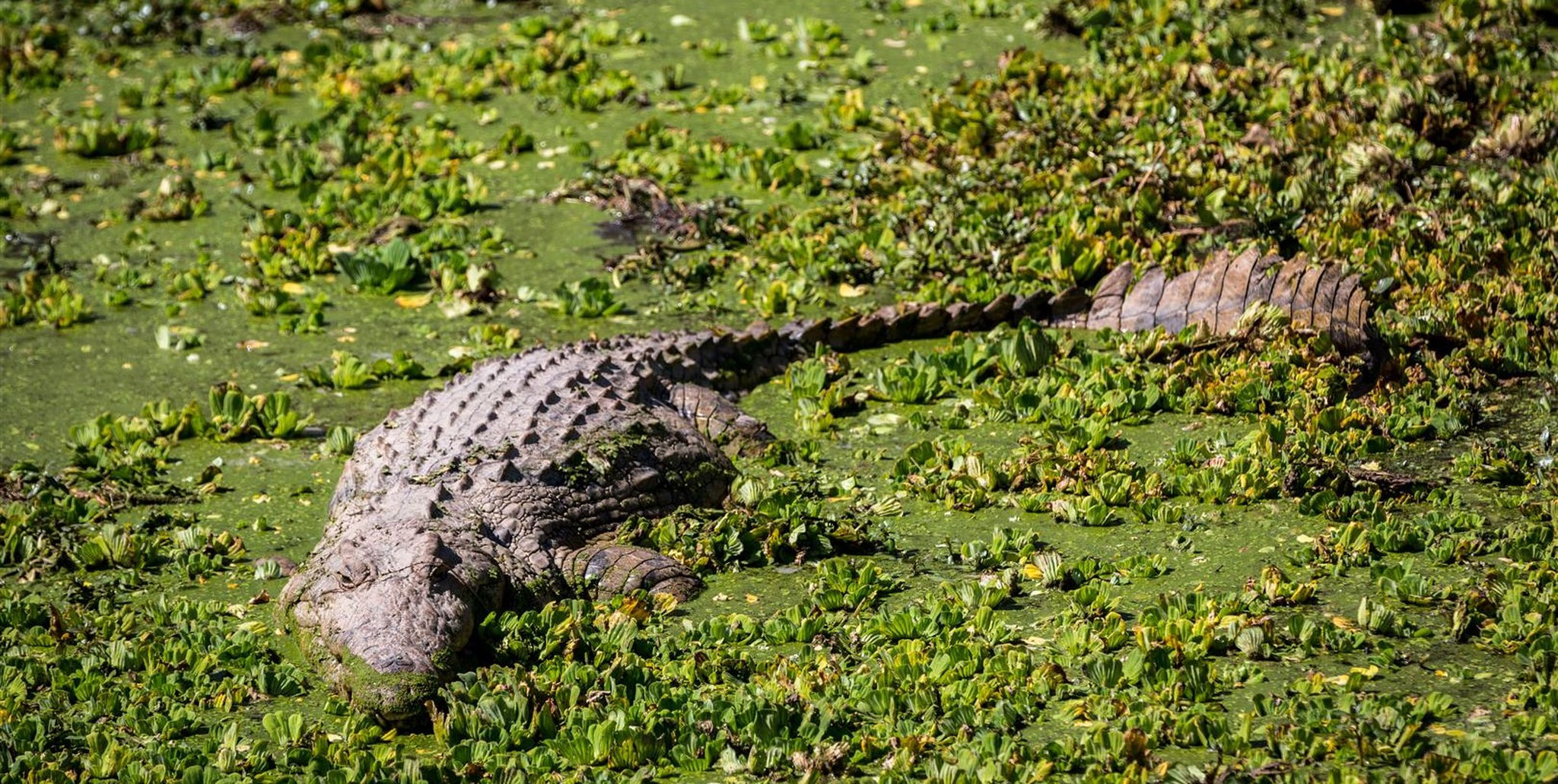 Crocodile creeping up in green water