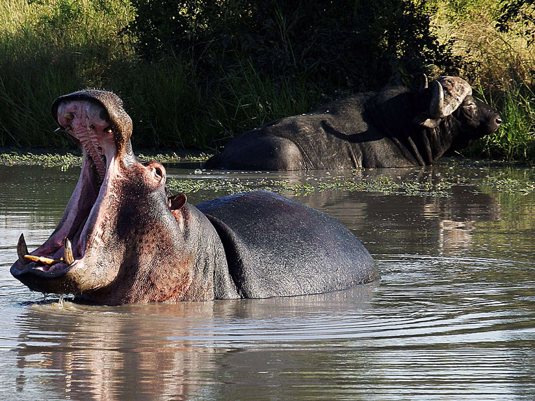 Hippo yawning at Elephant Plains Game Lodge