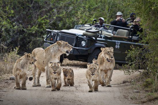 Lion sightings at Londolozi Private Game Reserve