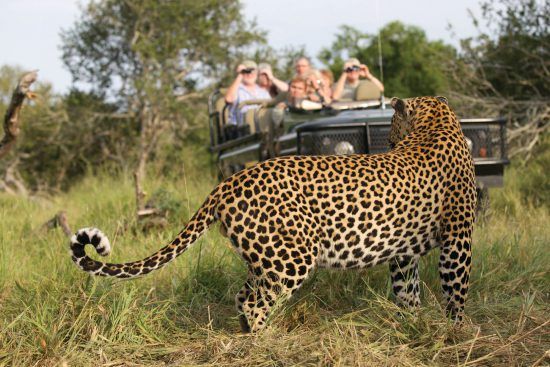 Leopard sightings at Mala Mala Game Reserve