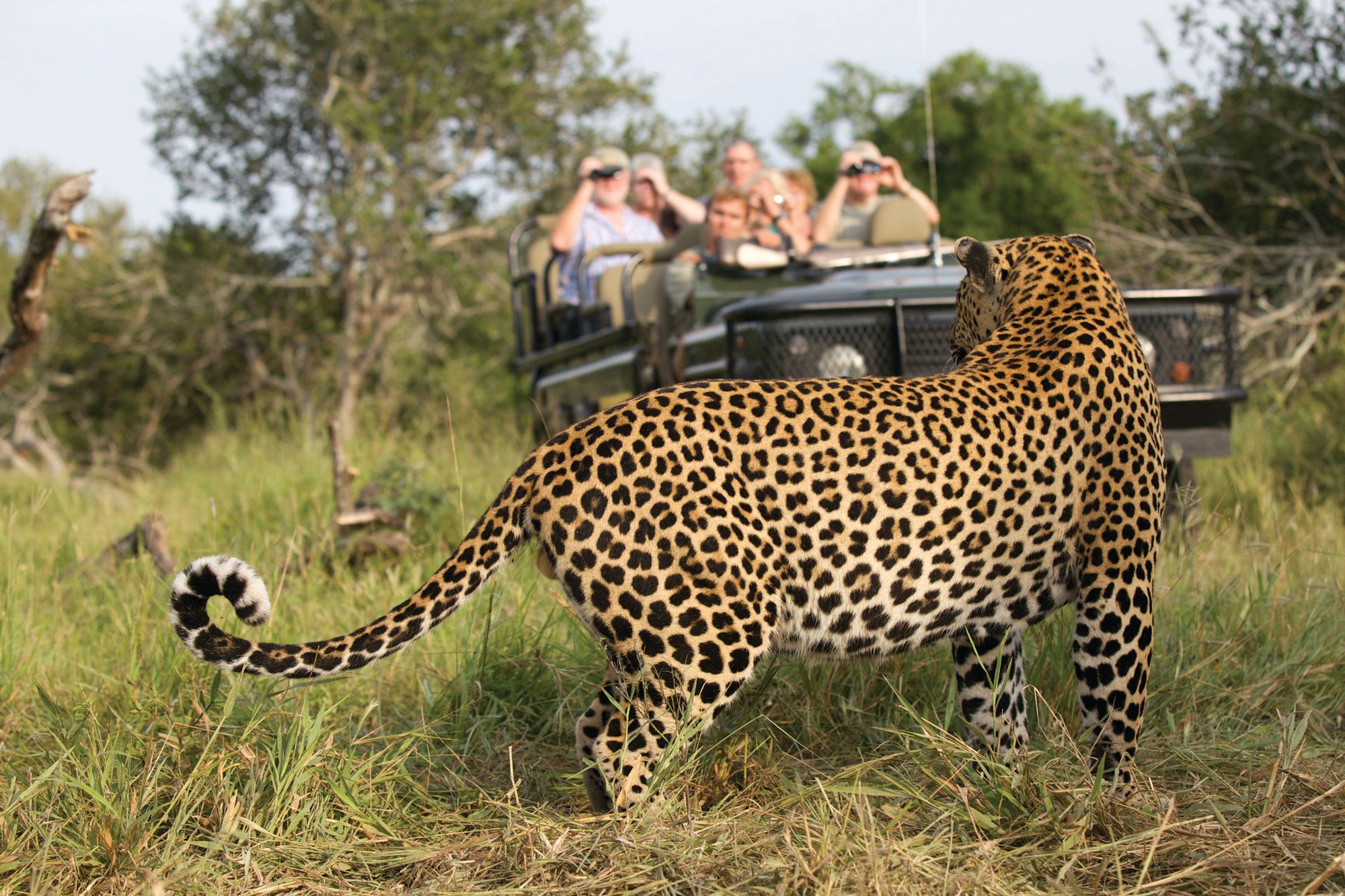 Leopard sightings at Mala Mala Game Reserve 