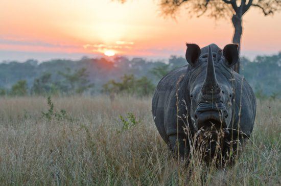 Rhino against African sunset at Sabi Sabi Bush Lodge