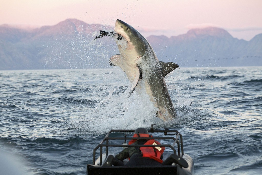 Great white shark jumping out of water