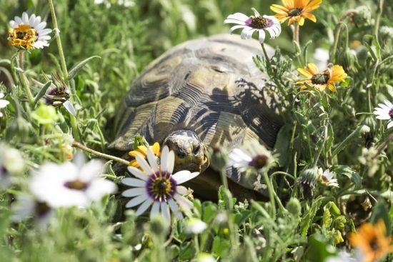 Angulate tortoise walking through the flowers of the West Coast of South Africa