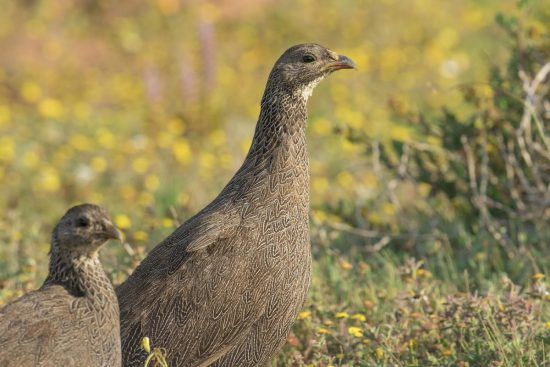 Cape Spurfowl or francolin walking through the flowers of the West Coast of South Africa