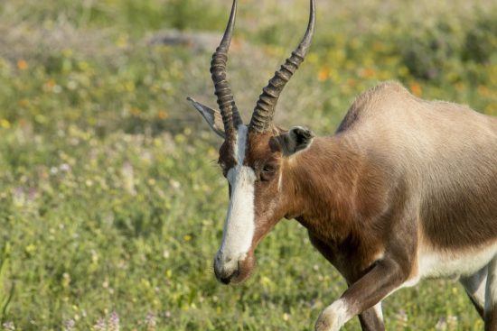 Bontebok walking through the flowers of the West Coast of South Africa