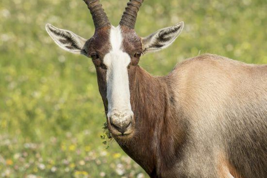Antilope