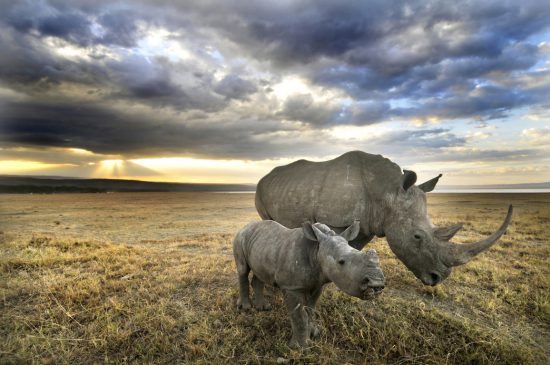 lake-nakuru-national-reserve Rhino and her baby walking under the dark clouds at Lake Nakuru National Park, Kenya