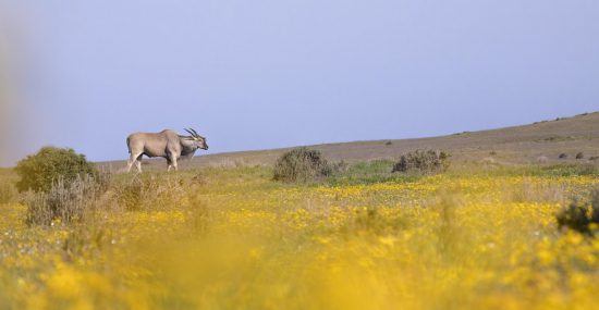 Eland walking through yellow flowers in the West Coast South Africa