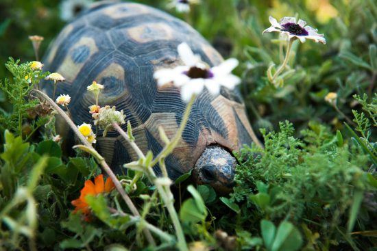 angulate tortoise