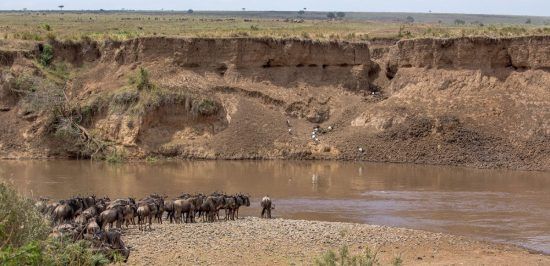 Wildebeest about to endure a Mara River Crossing during the Great Migration in the Serengeti and Maasai Mara