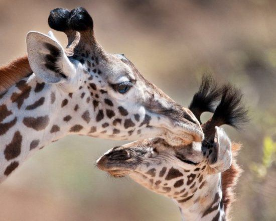 giraffe mother with cub