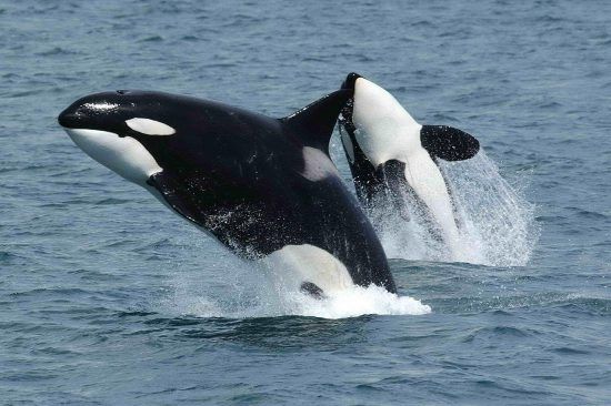 Zwei Orcas springen aus dem Wasser