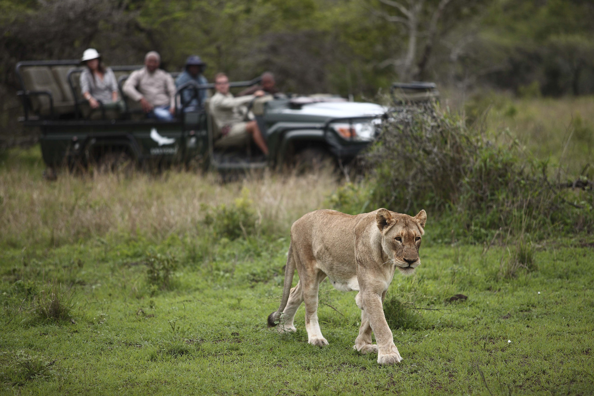 Lion spotting in Phinda Game Reserve, South Africa