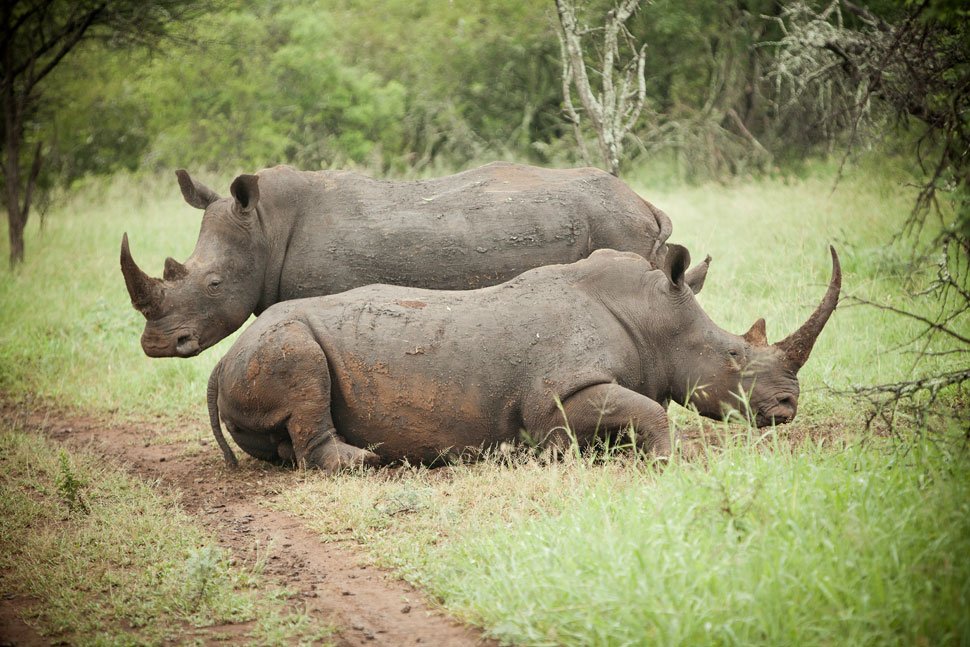 Rhino lying down and rolling at the Rhino River Lodge