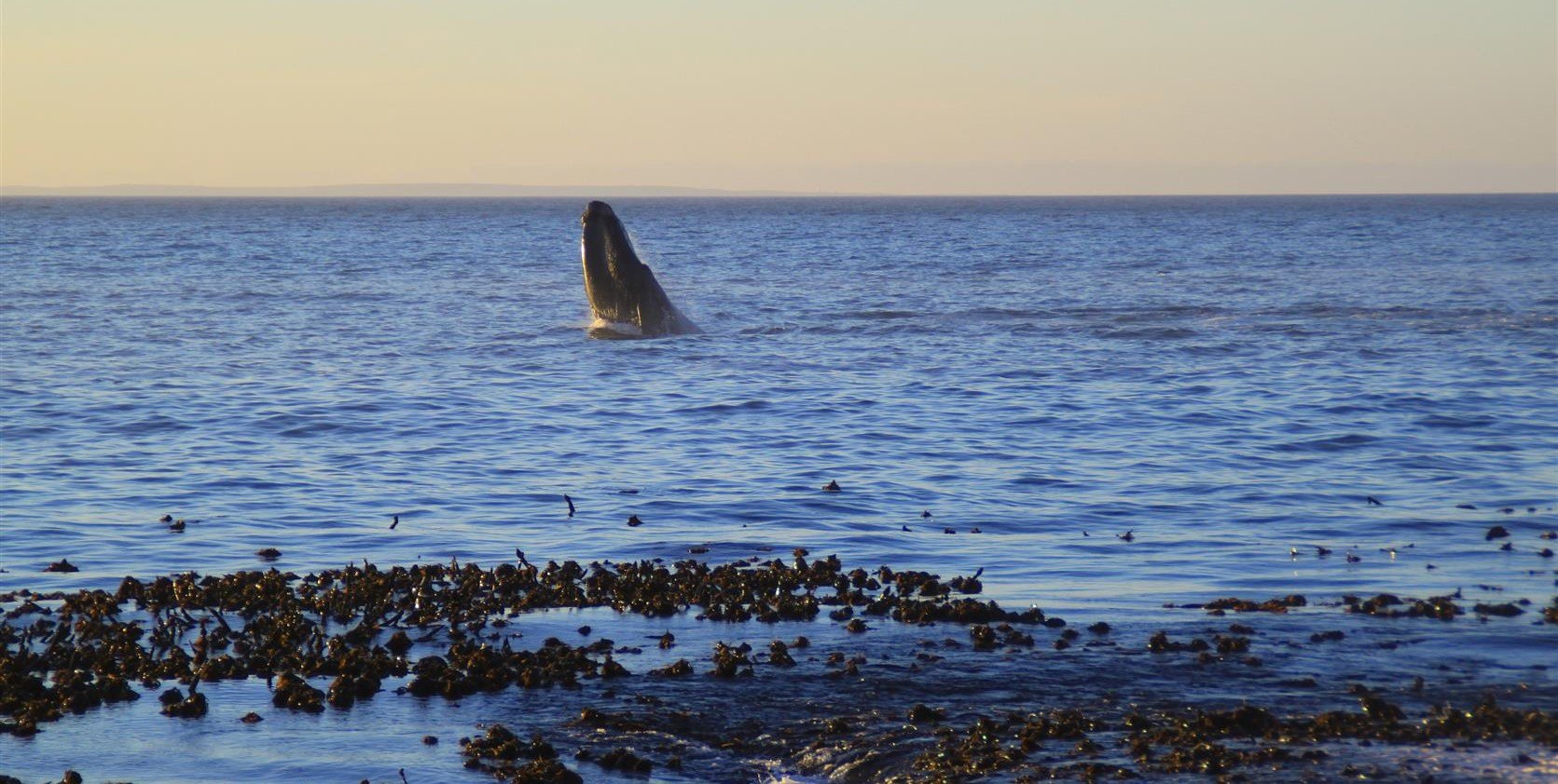 Whale watching in Hermanus, South Africa