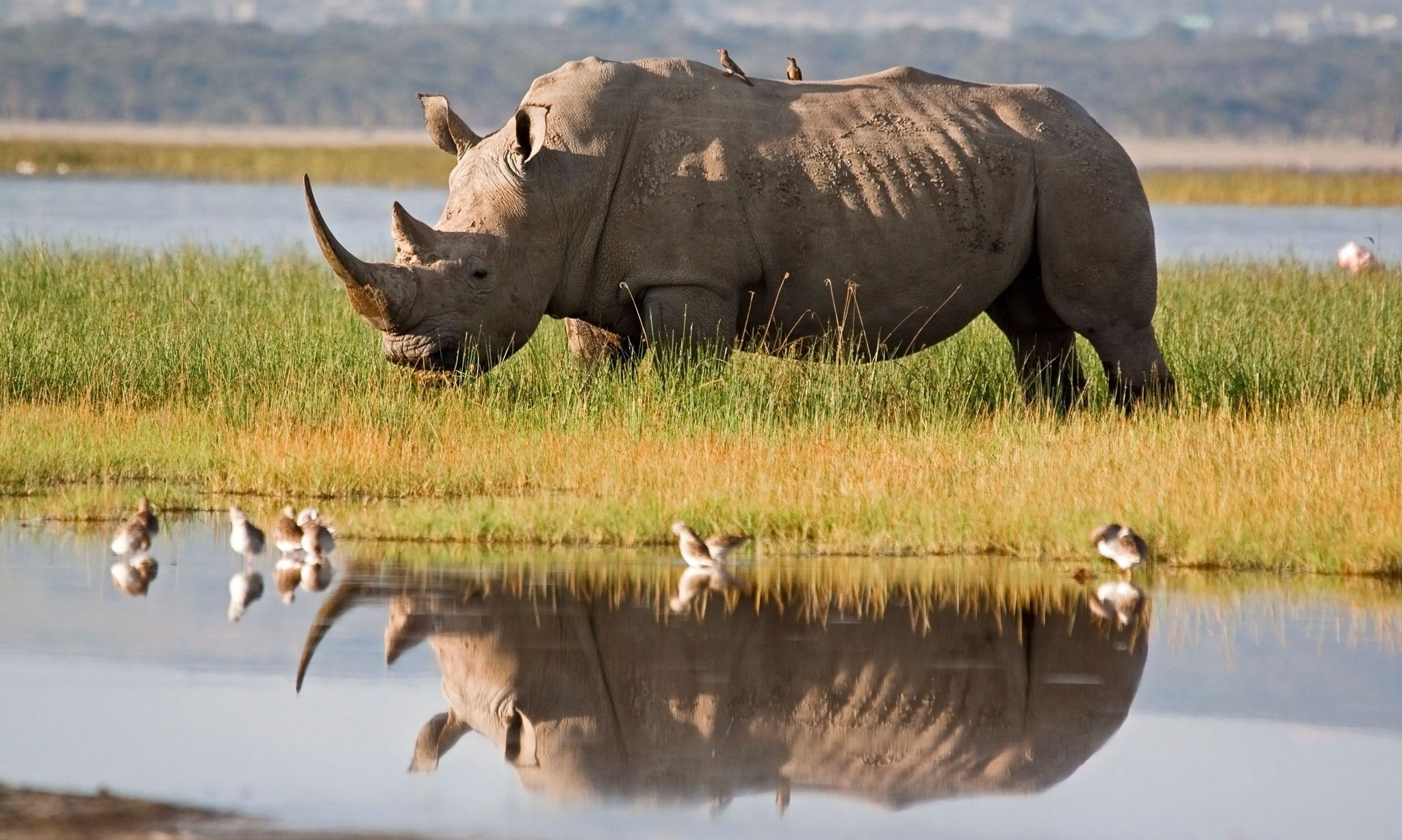 Rhino in the water with Oxpecker birds in the Okavango concession areas in Botswana