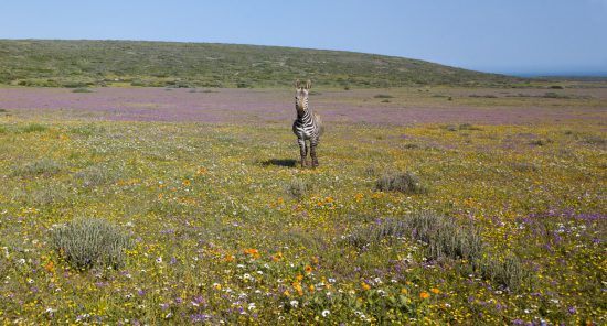 Zebra-da-montanha no Parque Nacional da Costa Oeste