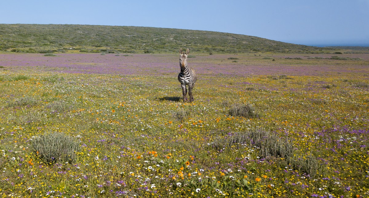 Zebra auf einer Blumenwiese im West Coast Nationalpark