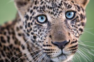 Leopardo olha fixamente para a câmera Leopardo olha fixamente para a câmera