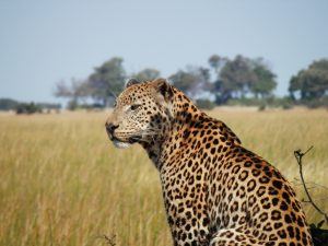 Leopardo no Delta do Okavango.