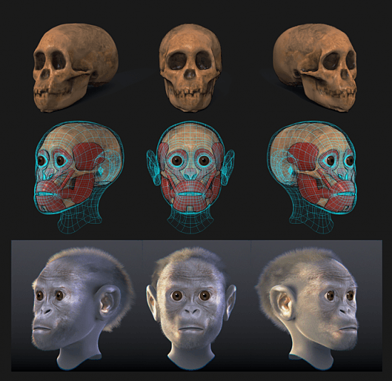 Taung child Facial forensic reconstruction
