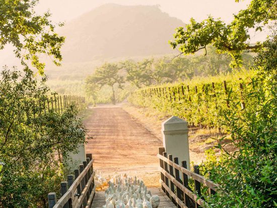 Babylonstoren gates to their vineyard.