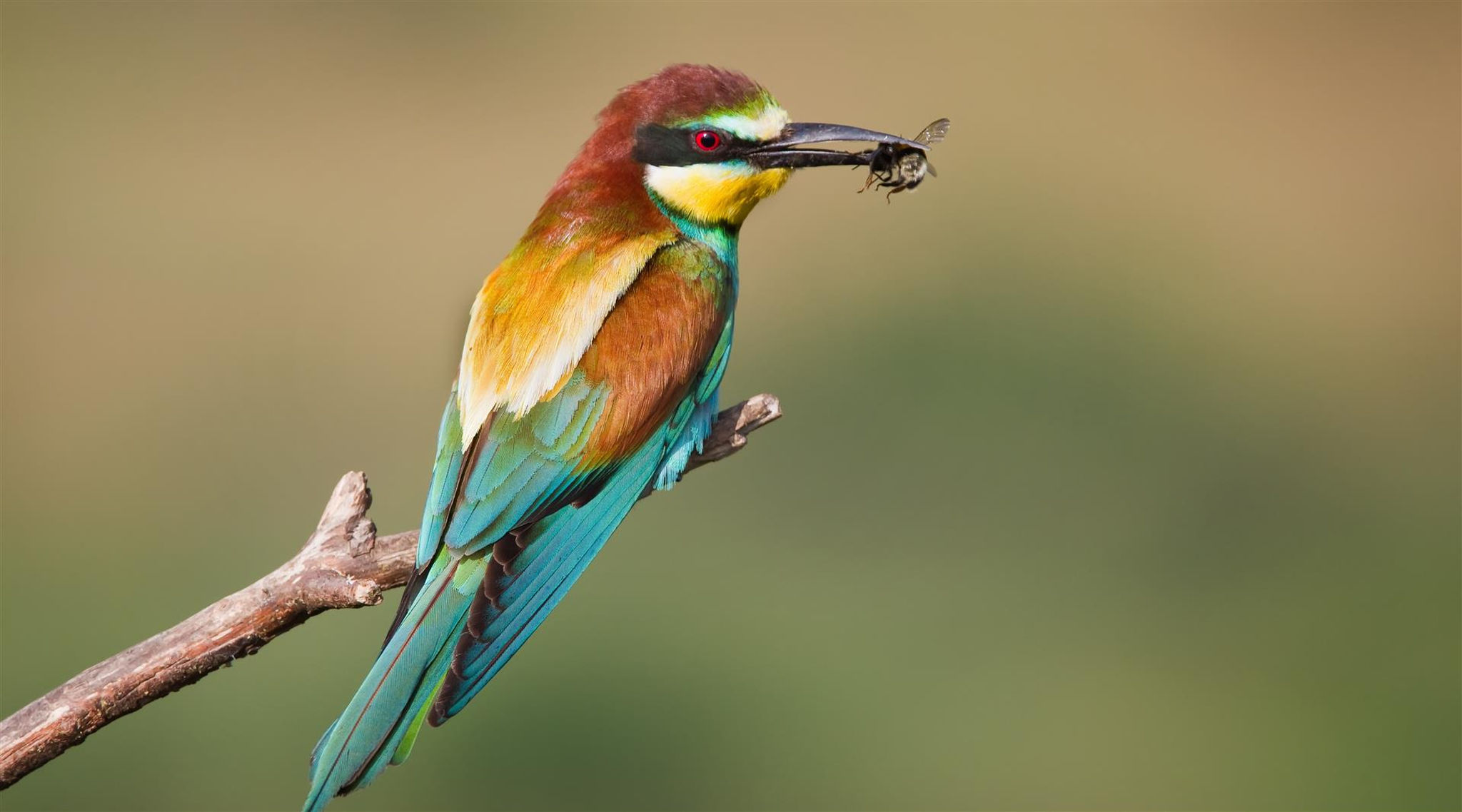 Bee eater bird in the Eastern Cape of South Africa