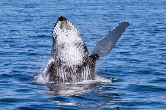 Une baleine à bosse en Afrique du Sud