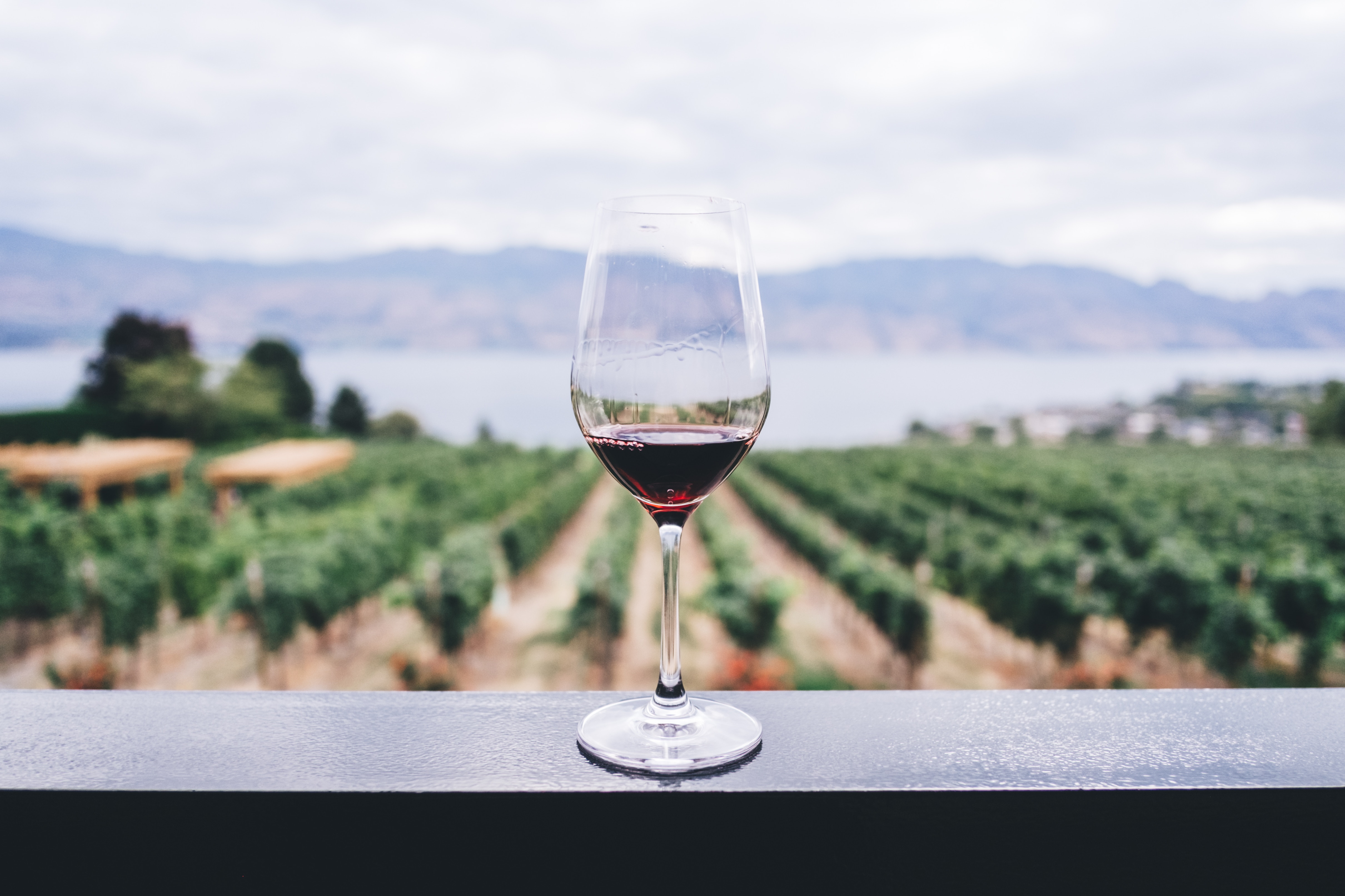 Glass of red wine with a vineyard backdrop. 