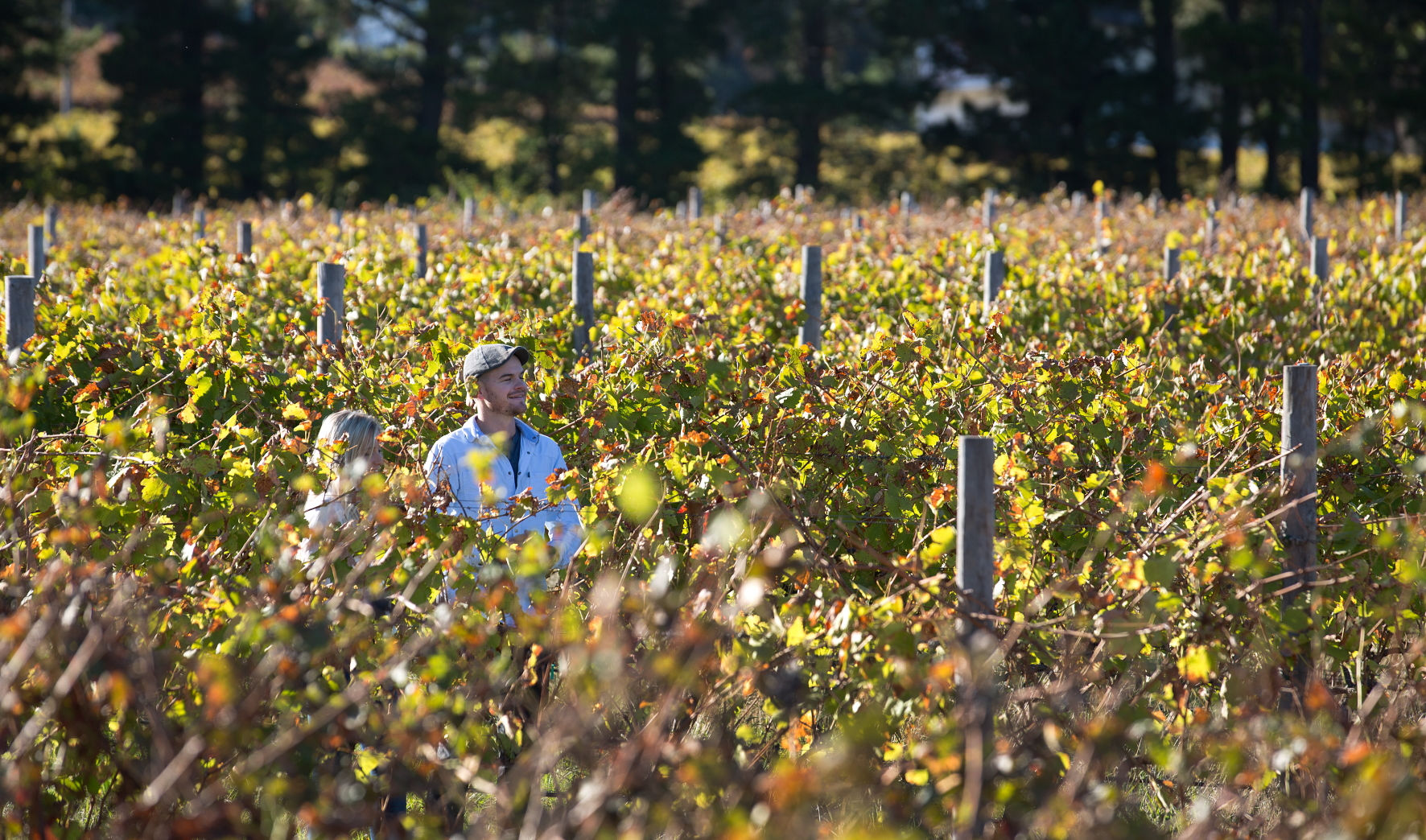 Walking in the vineyards of the Cape Winelands. 