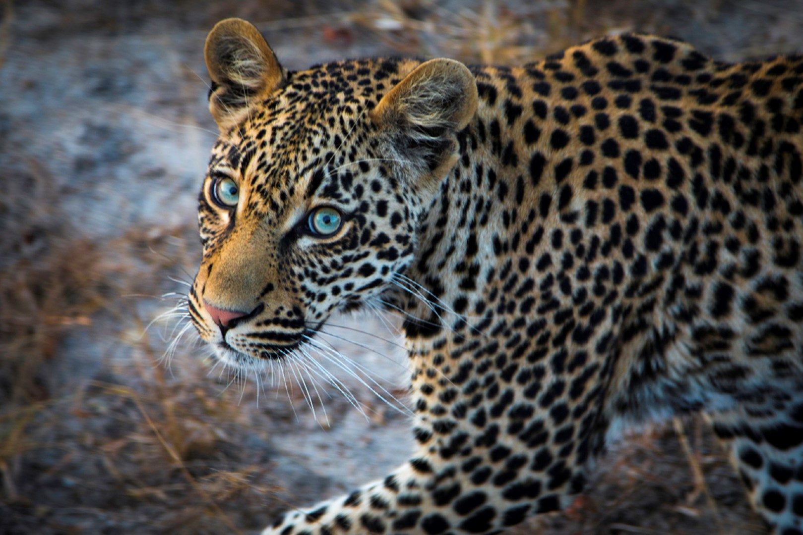 A young leopard with blue eyes