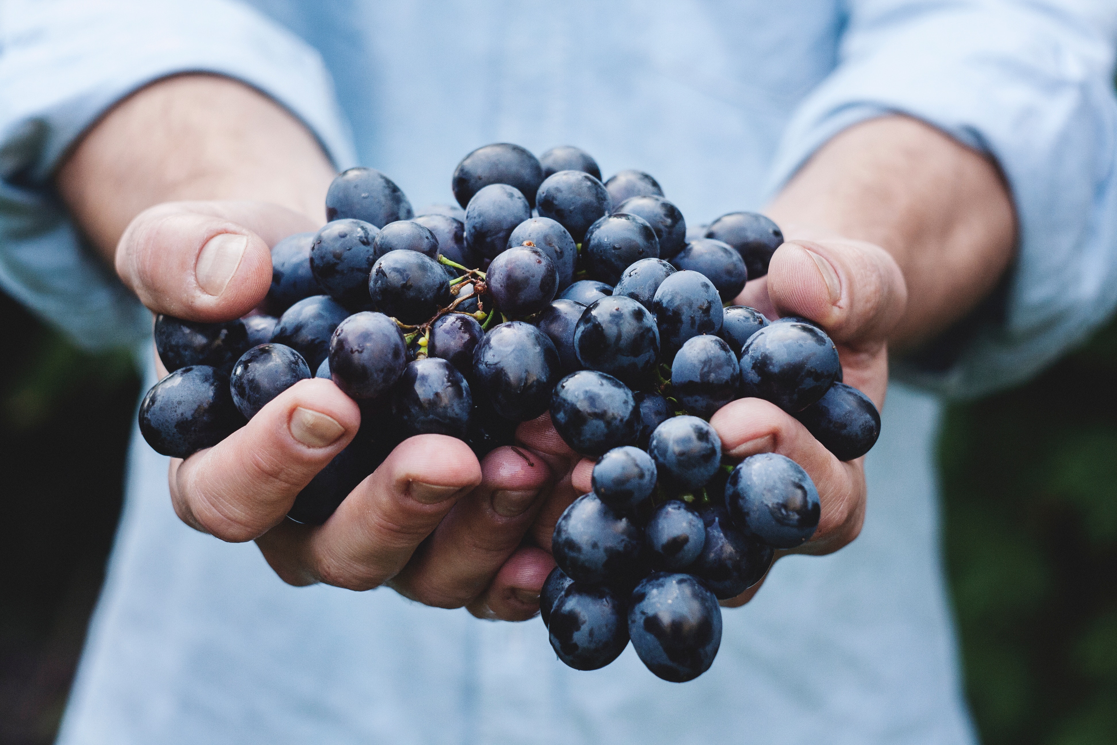 Holding red grapes used to make red wine. 