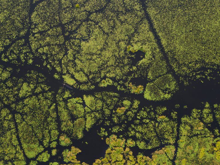 Vol en petit avion léger au dessus du Delta de l'Okavango
