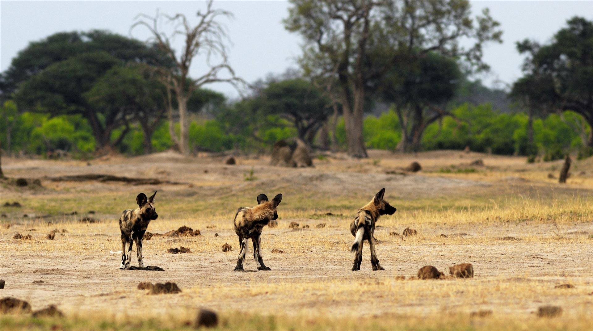 Afrikanische Wildhunde im Hwange Nationalpark