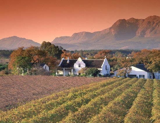 Les pittoresques vignobles du Cap en Afrique du Sud