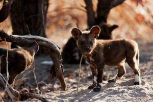 Adorable nouveau né Wild Dog faisant ses premiers pas.