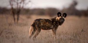 Chein sauvage au centre d'un paysage de brousse africaine à l'aube.