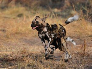 Wild Dog ou chien sauvage courant dans la savane Africaine.