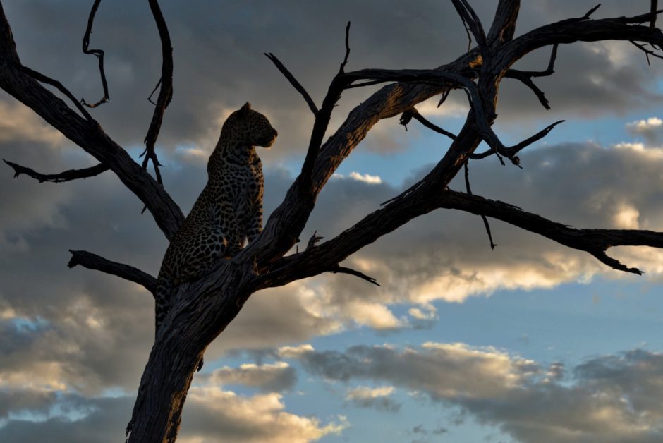 Léopard sur un arbre au crépuscule dans la savane en Afrique