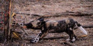 Premier pas dans la Savane pour cet adorable bébé Wild Dog.