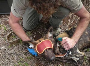 L'association Wildlife Act en pleine action de sauvetage d'un chien sauvage - espèce ménacée - coincé dans un piège humain.