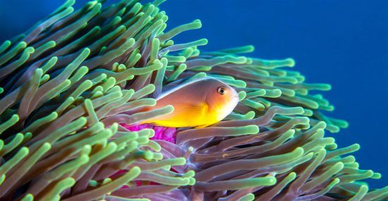 Poisson coloré se cachant dans une anémone des récifs du Mozambique, Afrique.