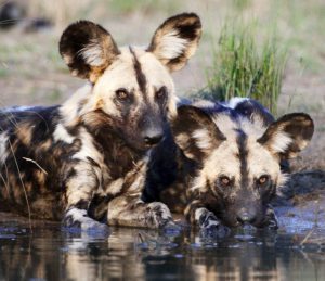Couple de chiens sauvages d'Afrique buvant dans un lac d'un réserve privée.