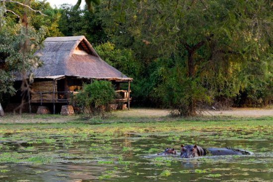 Hippopotame dans les eaux du Delta de l'Okavango, Botswana.