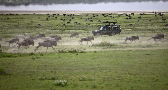 Grande Migration | Serengeti